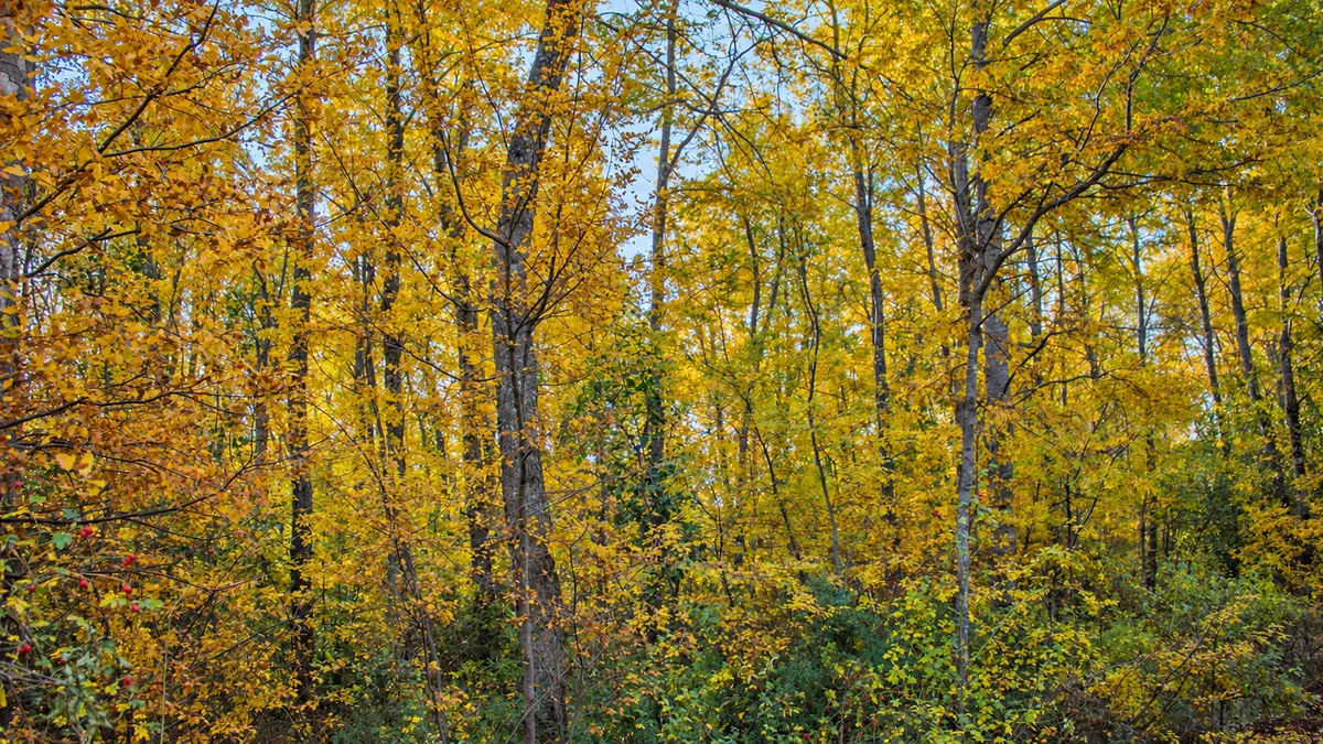 Bosque nativo de Cumbres de Dañicalqui