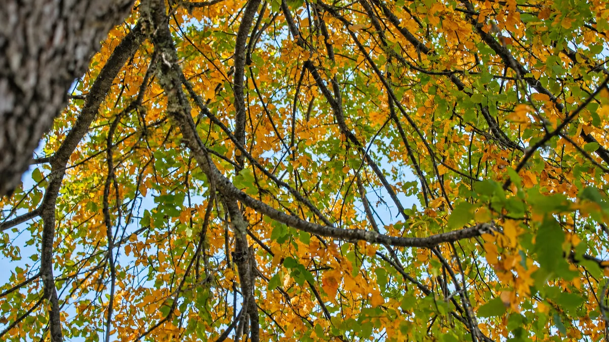 Copas de los árboles del proyecto en otoño